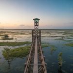 Turismo de observação de aves no Brasil: os melhores destinos para birdwatching entre florestas, wetlands e litoral