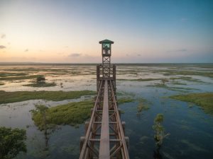 Turismo de observação de aves no Brasil: os melhores destinos para birdwatching entre florestas, wetlands e litoral